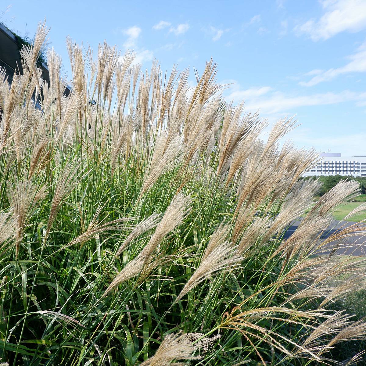 Miscanthus floridulus - Roseau de Chine, Eulalie gigantesque Godet de 8/9 cm