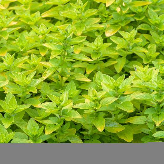 Promesse de Fleurs - Origanum vulgare Thumbles Variety - Origan commun doré Godet de 8/9 cm