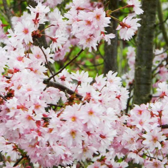 Promesse de Fleurs - Cerisier à fleurs - Prunus subhirtella Fukubana Pot de 7,5L/10L - Image 1