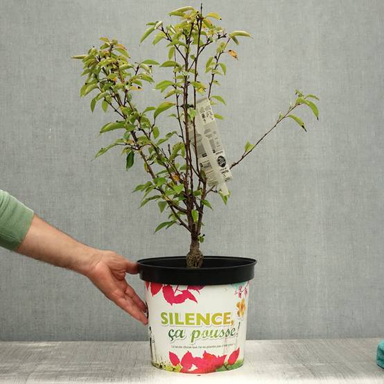 Promesse de Fleurs - Cerisier à fleurs - Prunus subhirtella Fukubana Pot de 7,5L/10L - Image 2
