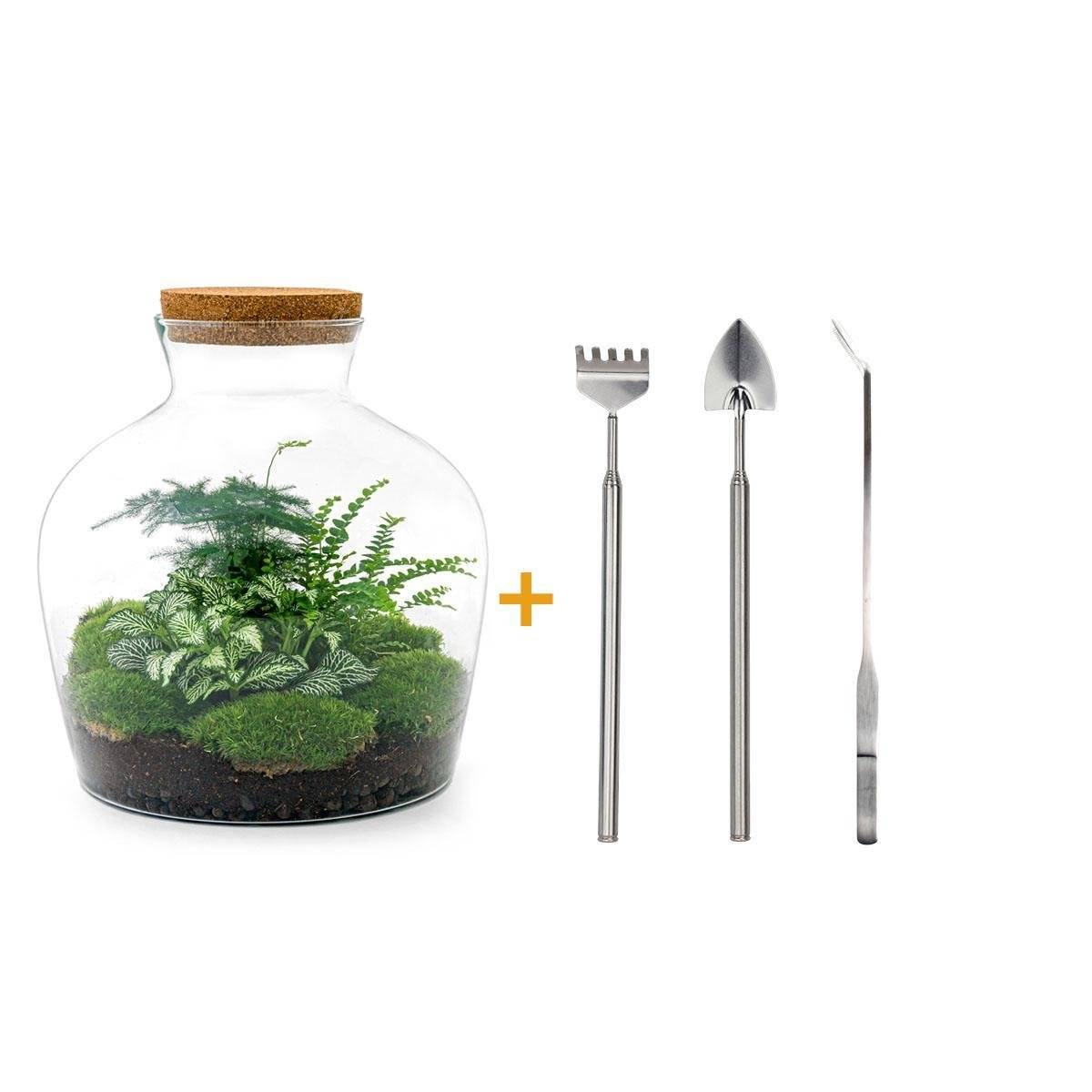 La Green Touch - Kit Terrarium DIY - JOY- La Green Touch  Asparagus + Fougère + Fittonia - Rateau + pelle + Pince