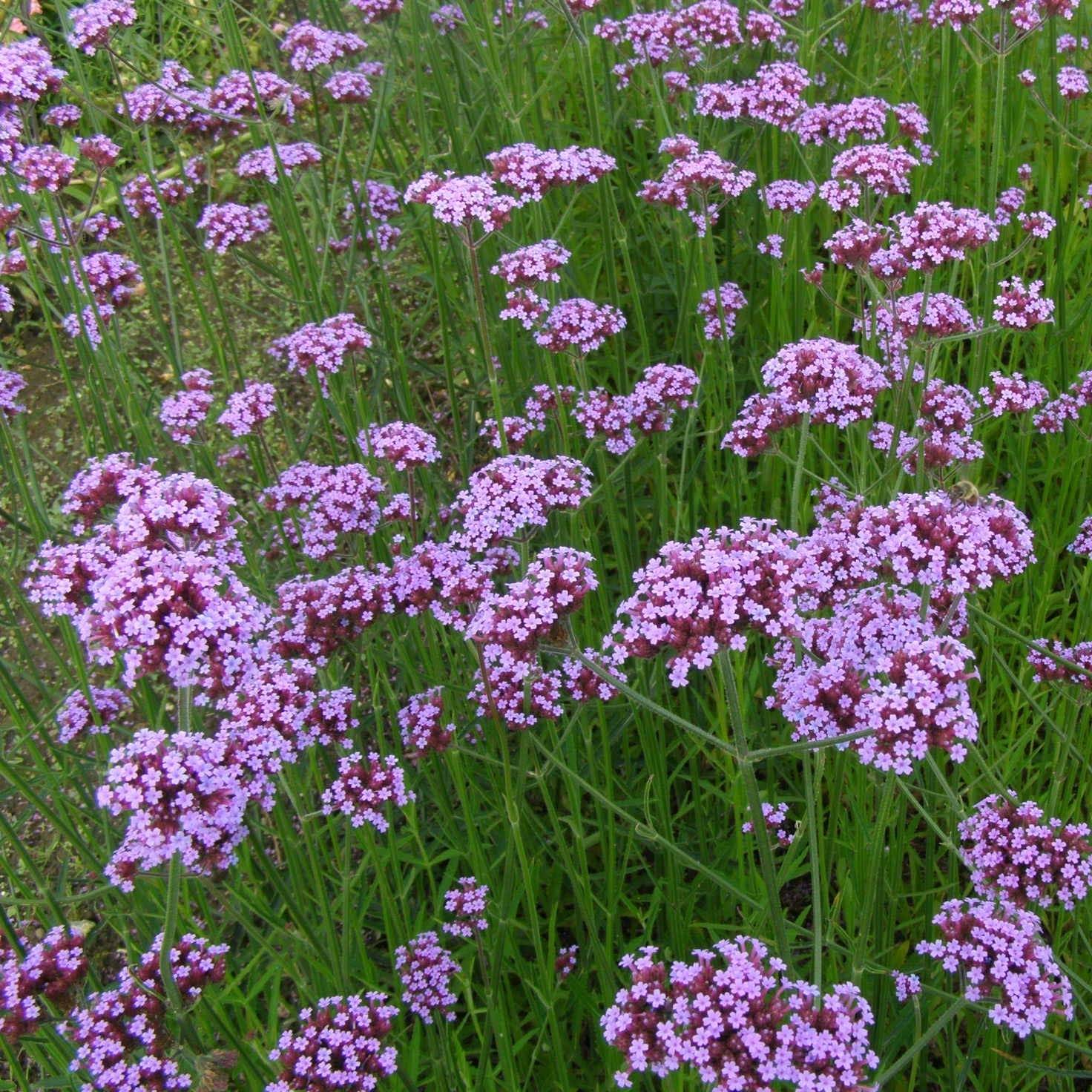 Verbena bonariensis - Verveine de Buenos Aires Pot de 2L/3L