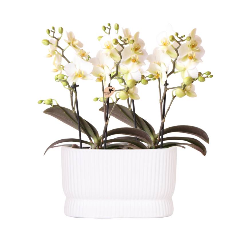 Set D'orchidées Blanches Diabolo Twin Blanc - H35cm