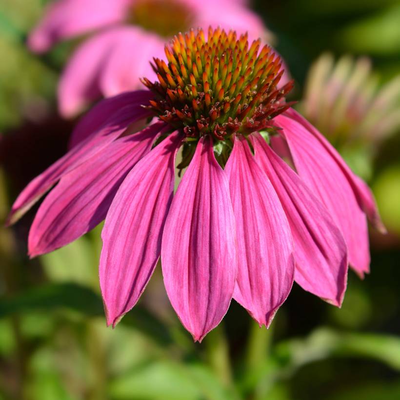 Graines d'Echinacea Pow Wow Wild Berry - Rudbeckia pourpre le sachet de 8 graines environ