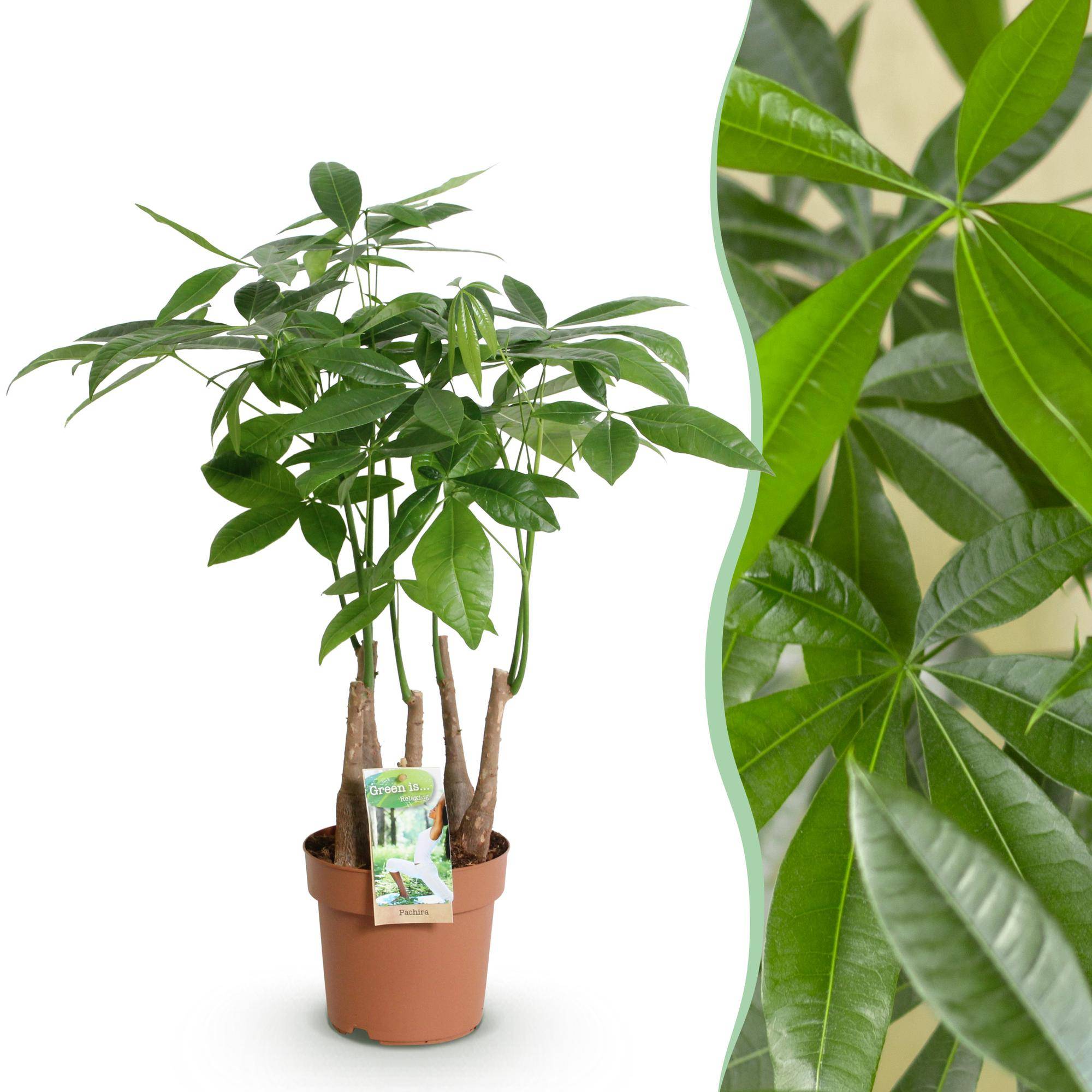 Pachira Aquatica plusieurs pieds - Arbre à argent - Pot de 17cm - Hauteur 50-55cm - 1 plante - Sans cache-pot - Plantes d'intérieur