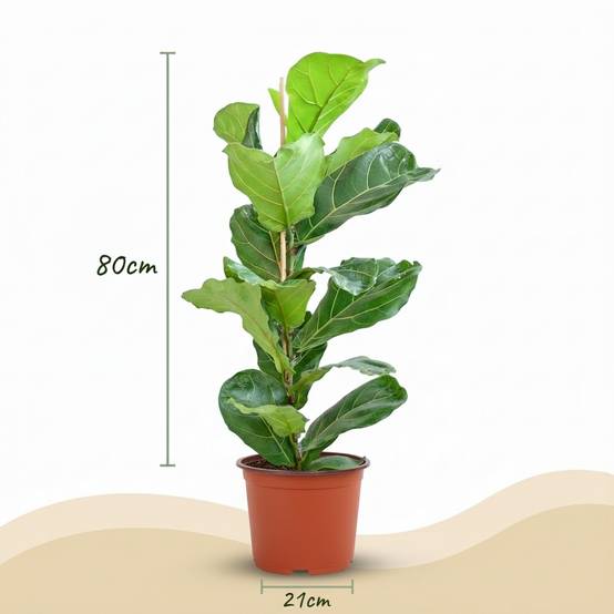 Ficus Lyrata - D21 H85cm - Image 3