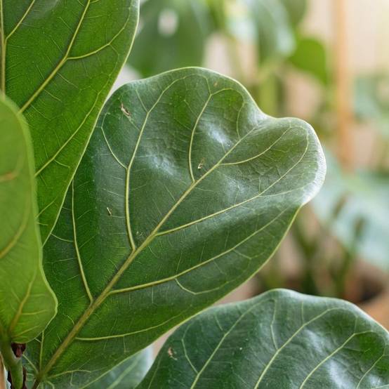 Ficus Lyrata - D21 H85cm - Image 2