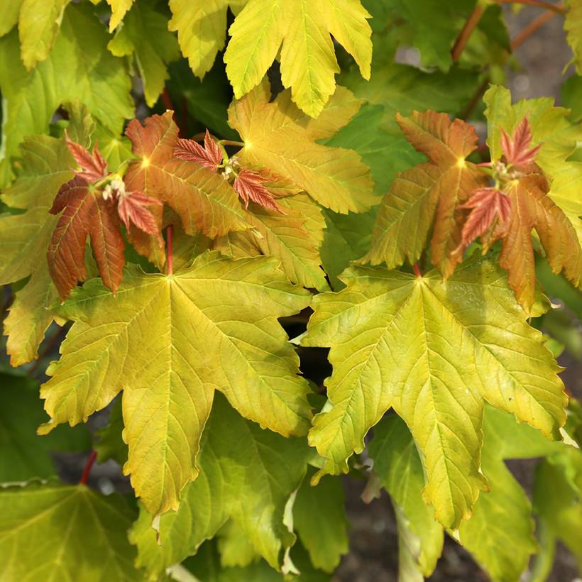 Promesse de Fleurs - Erable sycomore - Acer pseudoplatanus Pruhonice Pot de 7,5L/10L