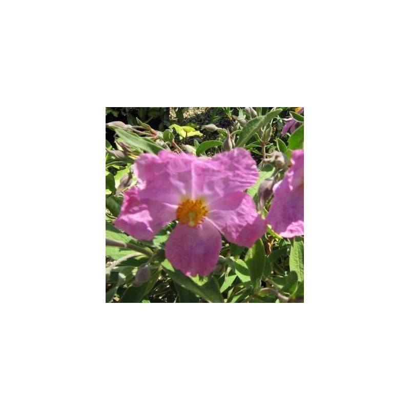 Ciste pulvérulent Sunset, Cistus à fleurs Rose/ - feuillage Persistant - Pot de 3L - 40/60 cm - Imagen 1