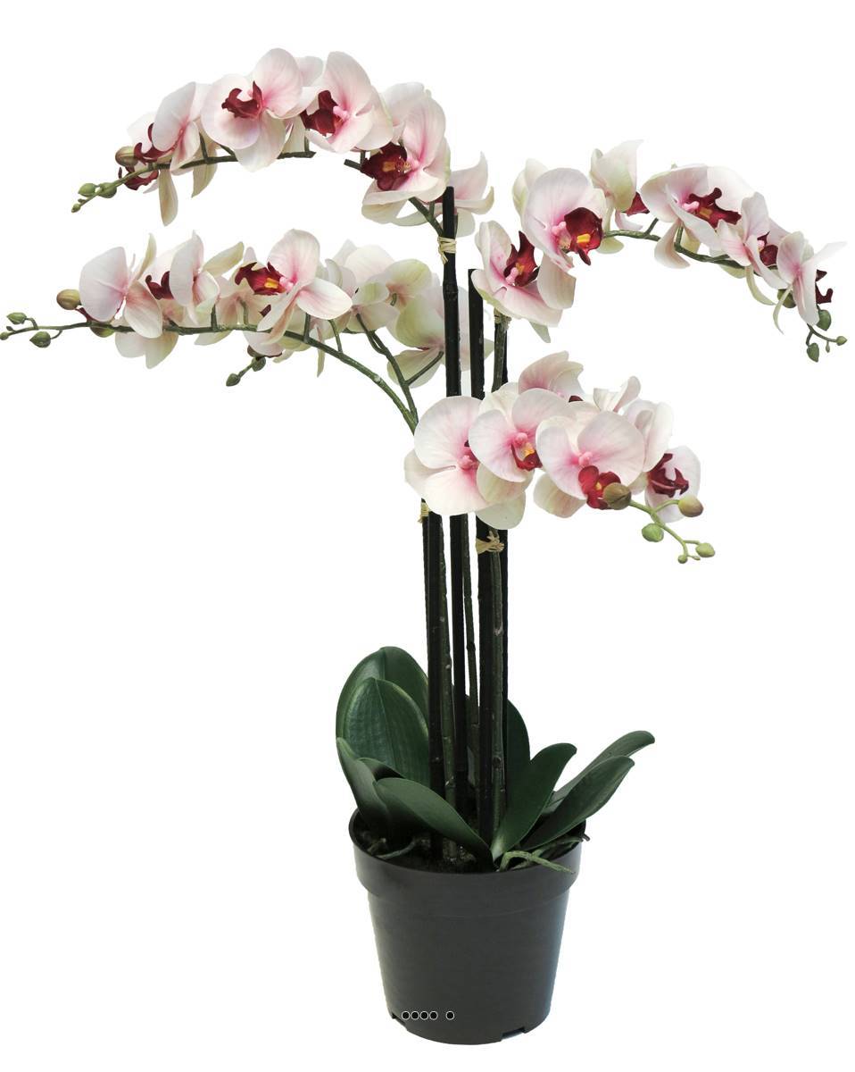 Artificielles - Orchidée Phalaenopsis factice en pot top qualité H60cm Rose-crème-BEST - dimhaut: H 60 cm - couleur: Rose-crème - Imagen 2