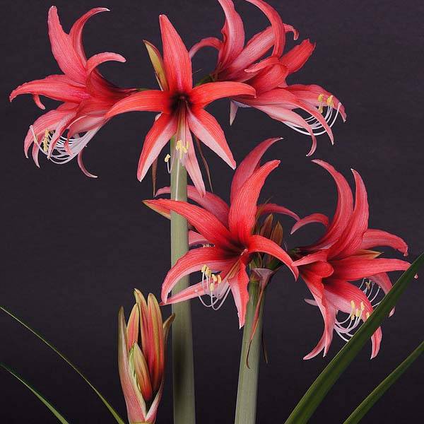Promesse de Fleurs - Amaryllis Rose Cybister - Hippeastrum Bulbe calibre 30/32