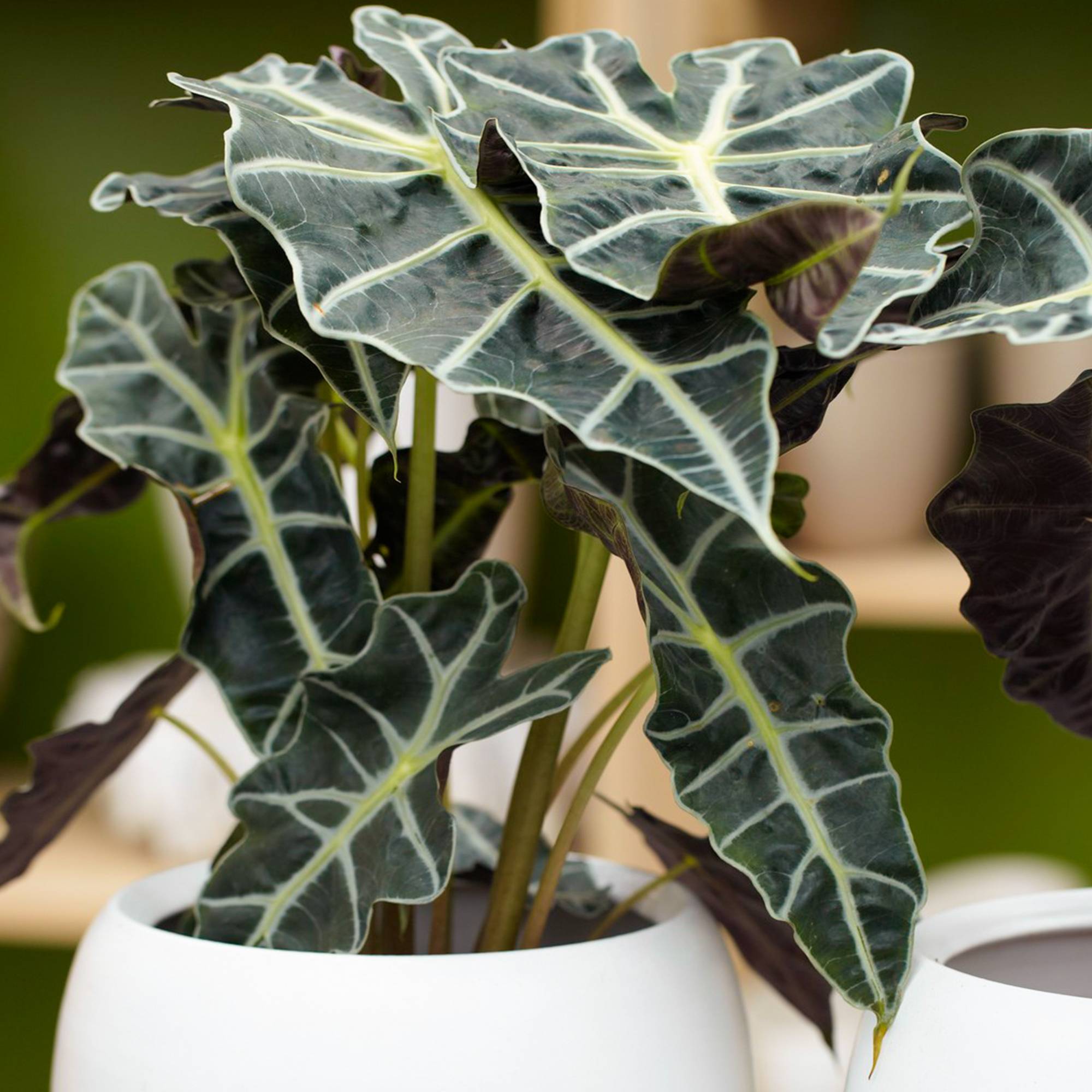 Gardenersdream - Alocasia Polly Plante D’Intérieur Idéale Plante Oreille D’Éléphant (30-40 Cm Pot Inclus) - GardenersDream - Imagen 1