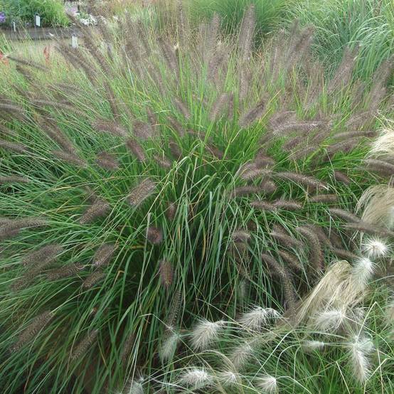 Promesse de Fleurs - Pennisetum alopecuroïdes f. viridescens - Herbe aux écouvillons Pot de 2L/3L