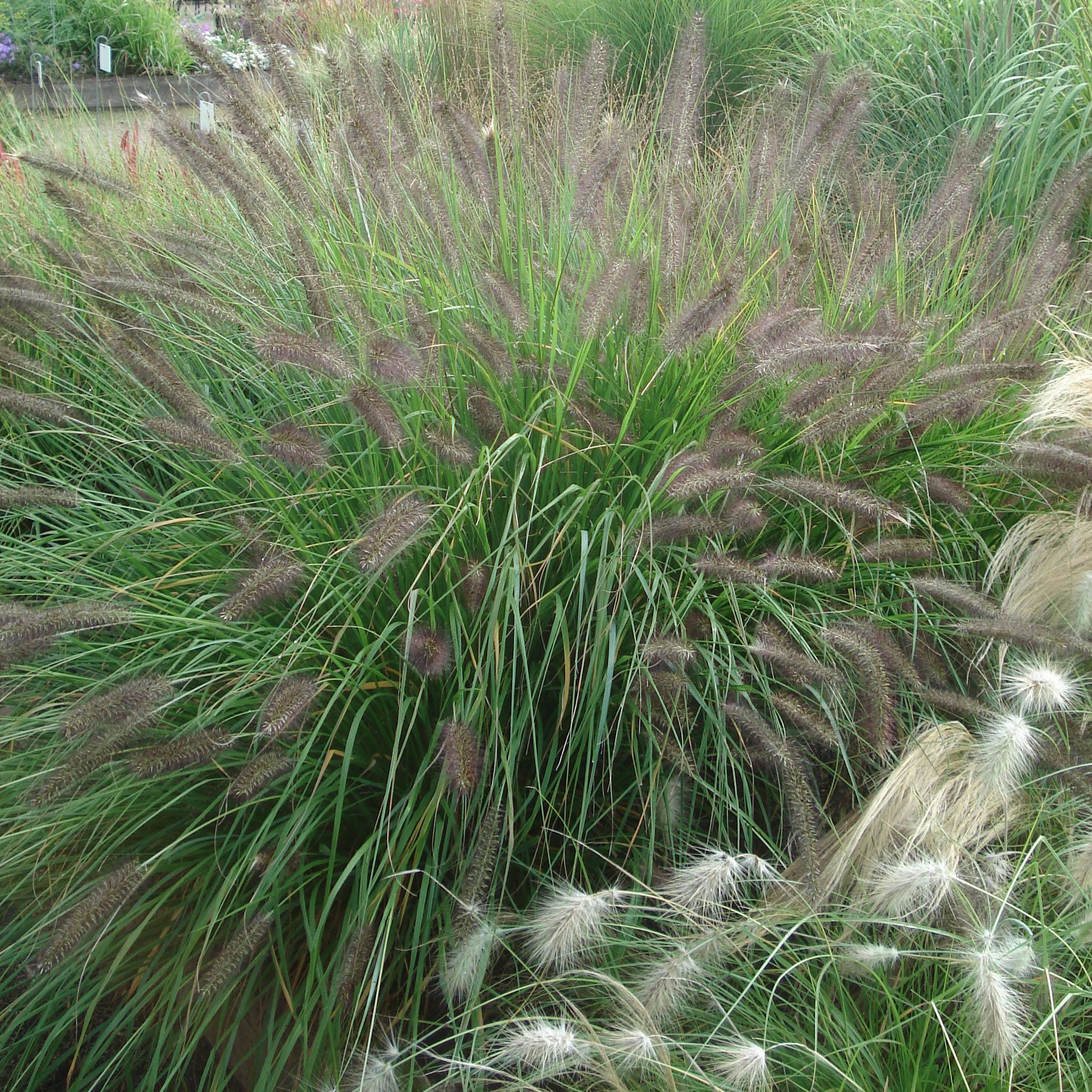 Promesse de Fleurs - Pennisetum alopecuroïdes f. viridescens - Herbe aux écouvillons Pot de 2L/3L