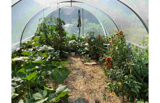 Serre tunnel de jardin - 16m² - 3,7 x 4,5 m - pieds arrondis - polyéthylène haute densité - aérations latérales - LES SERRES TONNEAU - Image 9