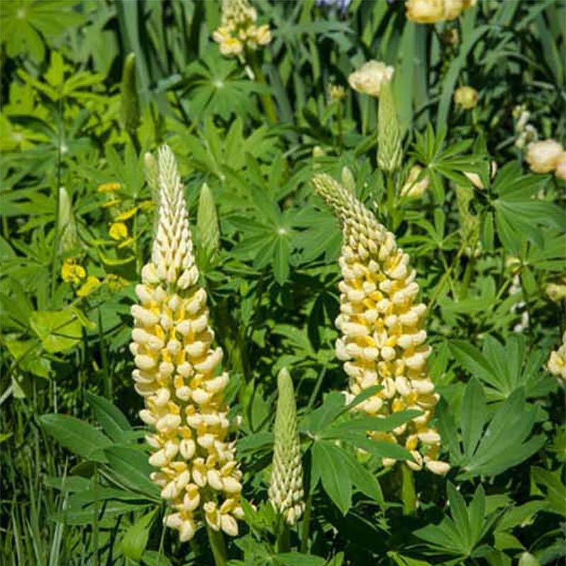 Promesse de Fleurs - Lupin Le Chandelier jaune Godet de 7/8 cm