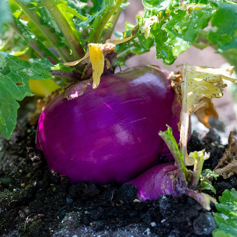 Navet de Milan Rouge Bio - Ferme de Sainte Marthe le sachet de 200 graines environ