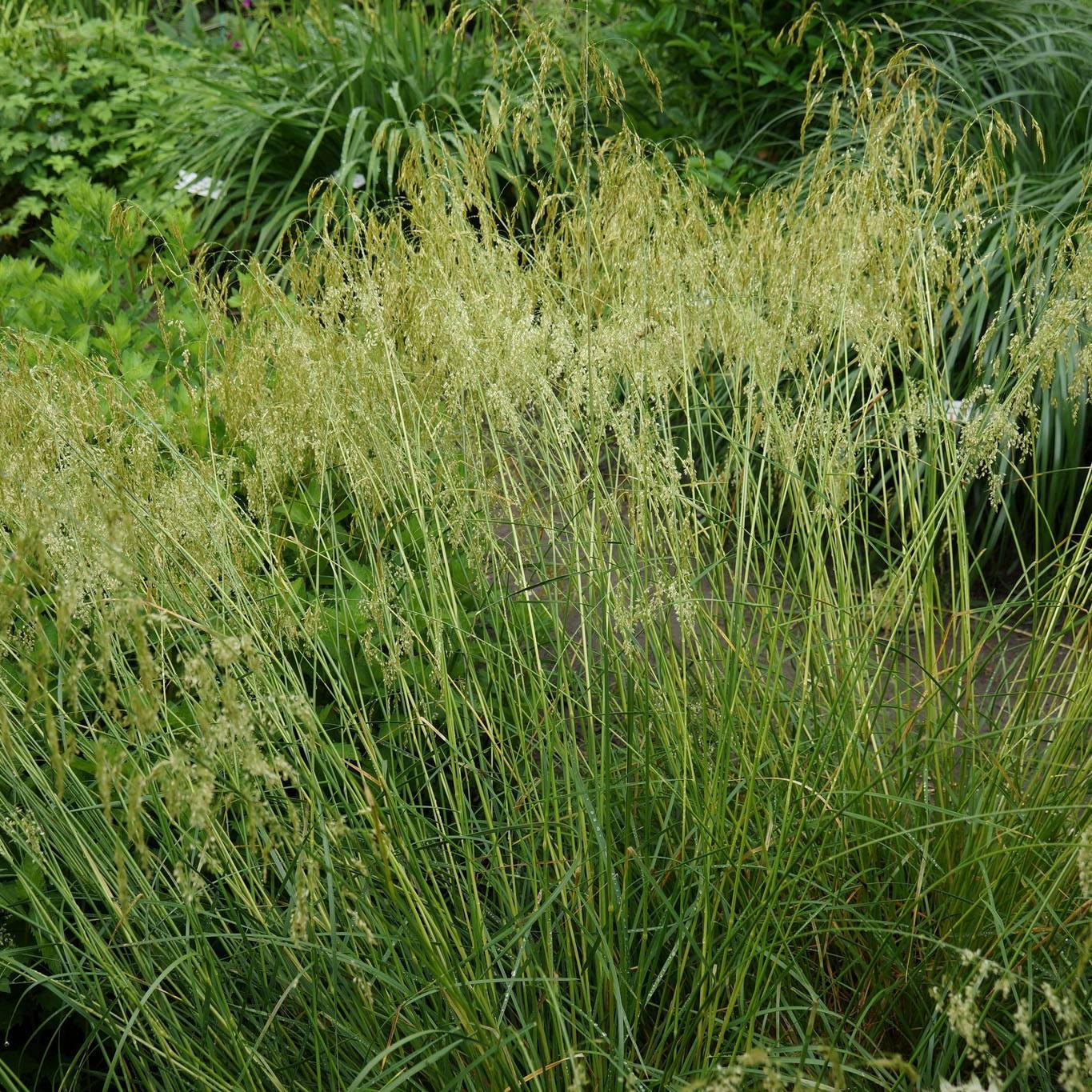 Promesse de Fleurs - Deschampsia cespitosa Goldschleier - Canche cespiteuse Pot de 1,5L/2L