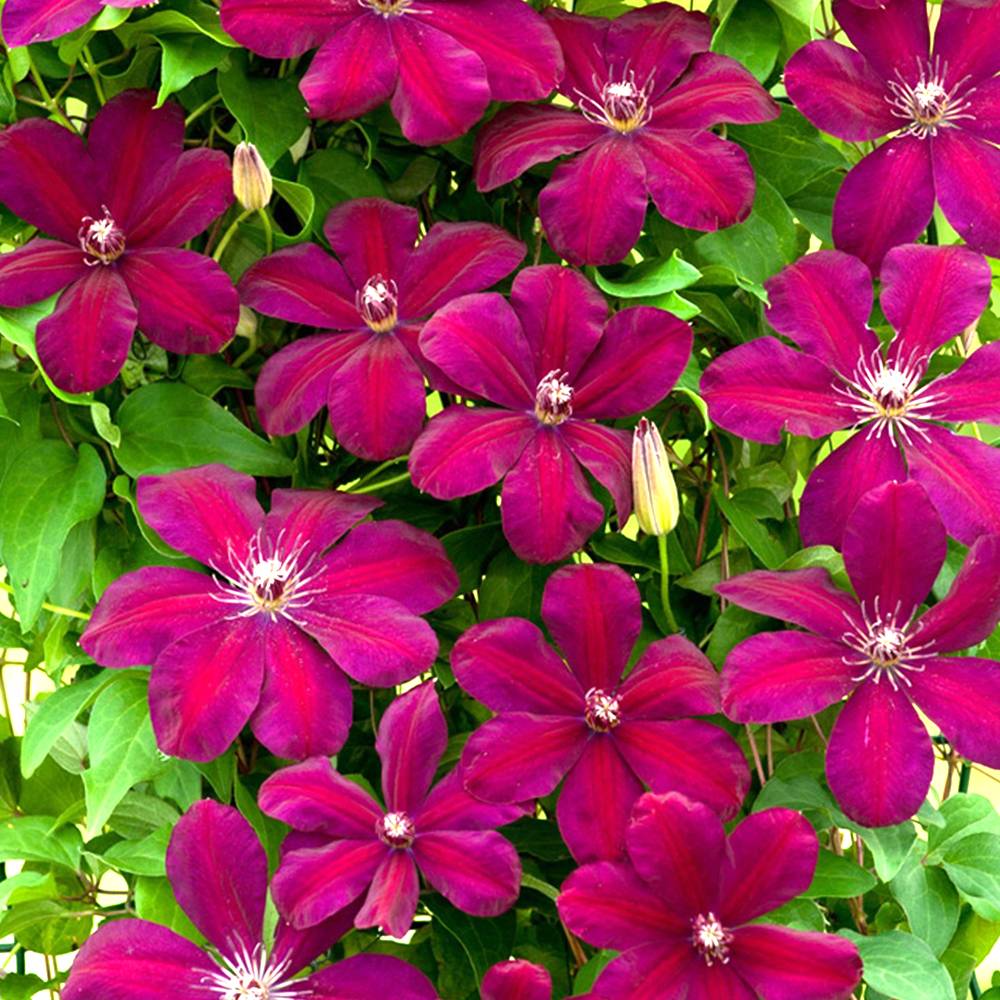 Gardenersdream - Clématite 'Rouge Cardinal' plante grimpante vivace à feuilles caduques pot 9 cm - GardenersDream - Imagen 1
