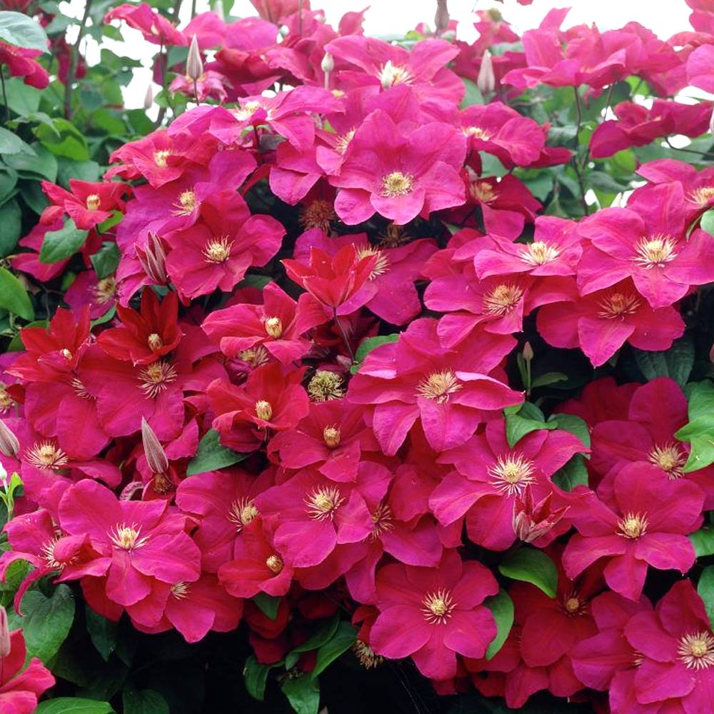 Gardenersdream - Clématite 'Rouge Cardinal' plante grimpante vivace à feuilles caduques pot 9 cm - GardenersDream - Imagen 5