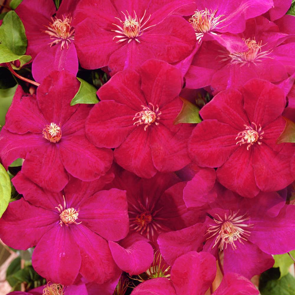 Gardenersdream - Clématite 'Rouge Cardinal' plante grimpante vivace à feuilles caduques pot 9 cm - GardenersDream - Imagen 4