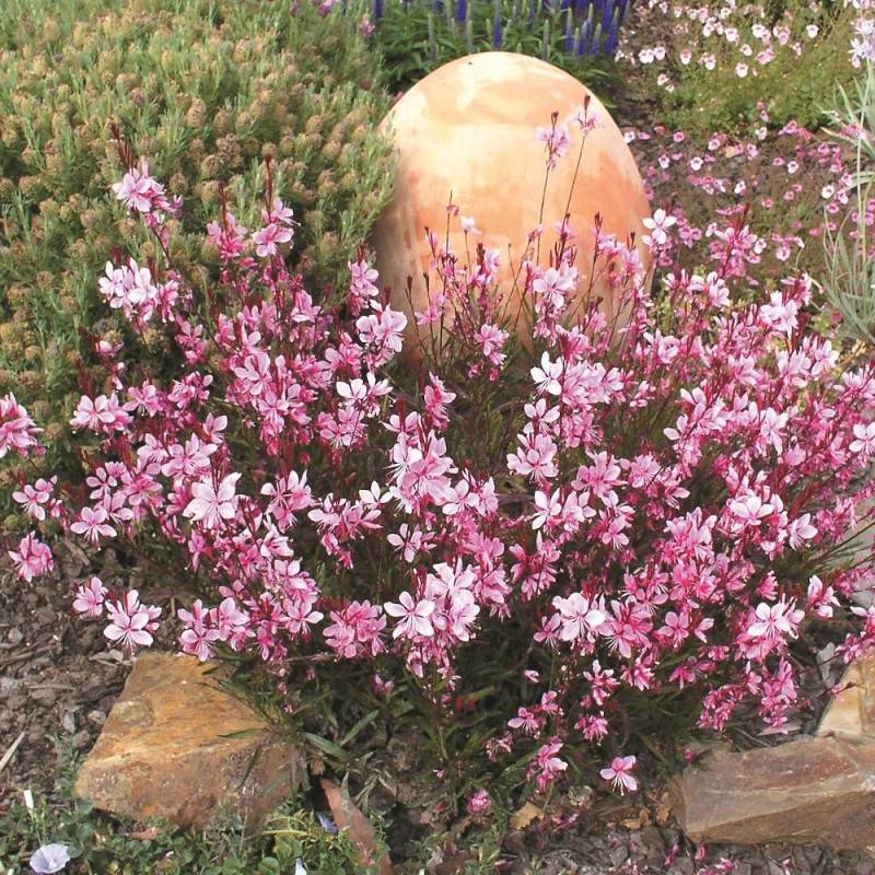 Gaura Passionate Blush à fleurs Rose - feuillage Caduc - Pot de 3L - 40/60 cm- hauteur à maturité De 0,50 m à 1,00 m - Image 2