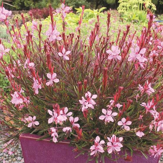 Gaura Passionate Blush à fleurs Rose - feuillage Caduc - Pot de 3L - 40/60 cm- hauteur à maturité De 0,50 m à 1,00 m - Image 1