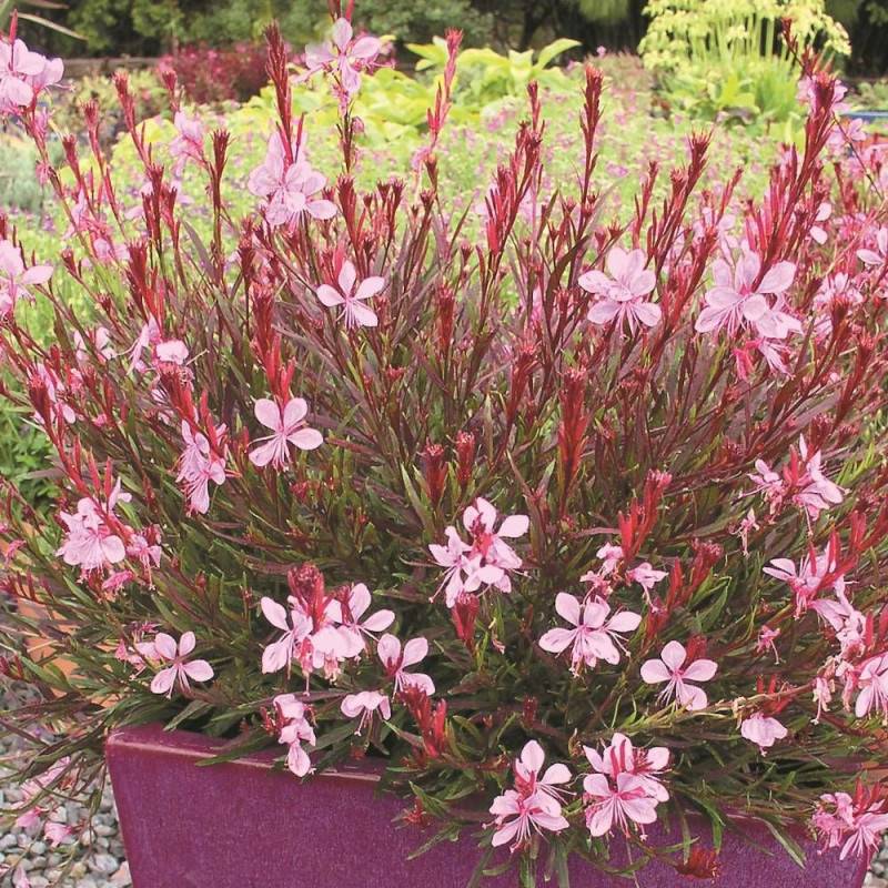 Gaura Passionate Blush à fleurs Rose - feuillage Caduc - Pot de 3L - 40/60 cm-  hauteur à maturité De 0,50 m à 1,00 m - Image 1