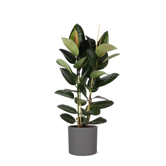 Ficus Elastica Robusta et son pot- La Green Touch Anthracite - Hauteur 110cm