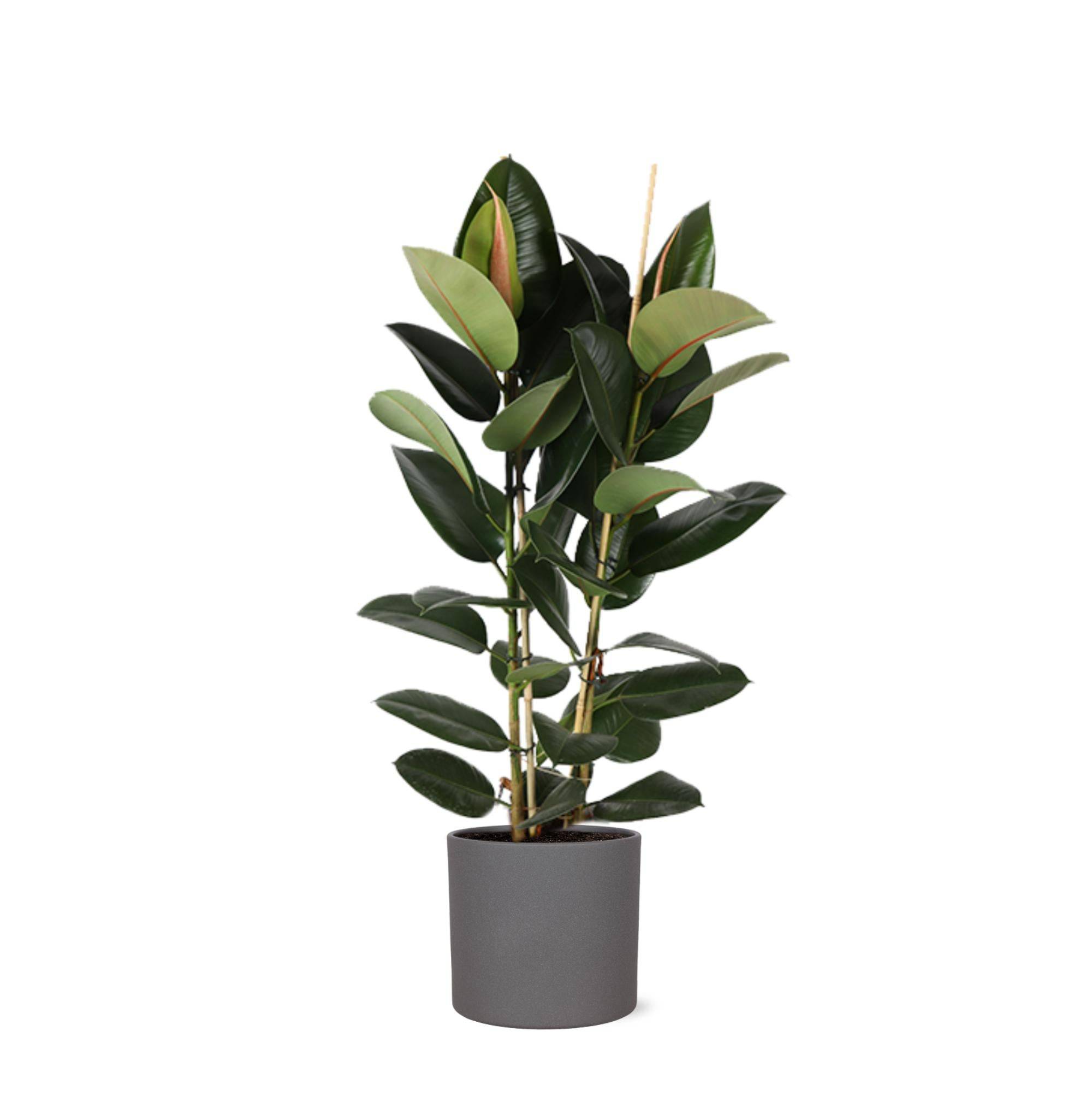 Ficus Elastica Robusta et son pot- La Green Touch Anthracite - Hauteur 110cm