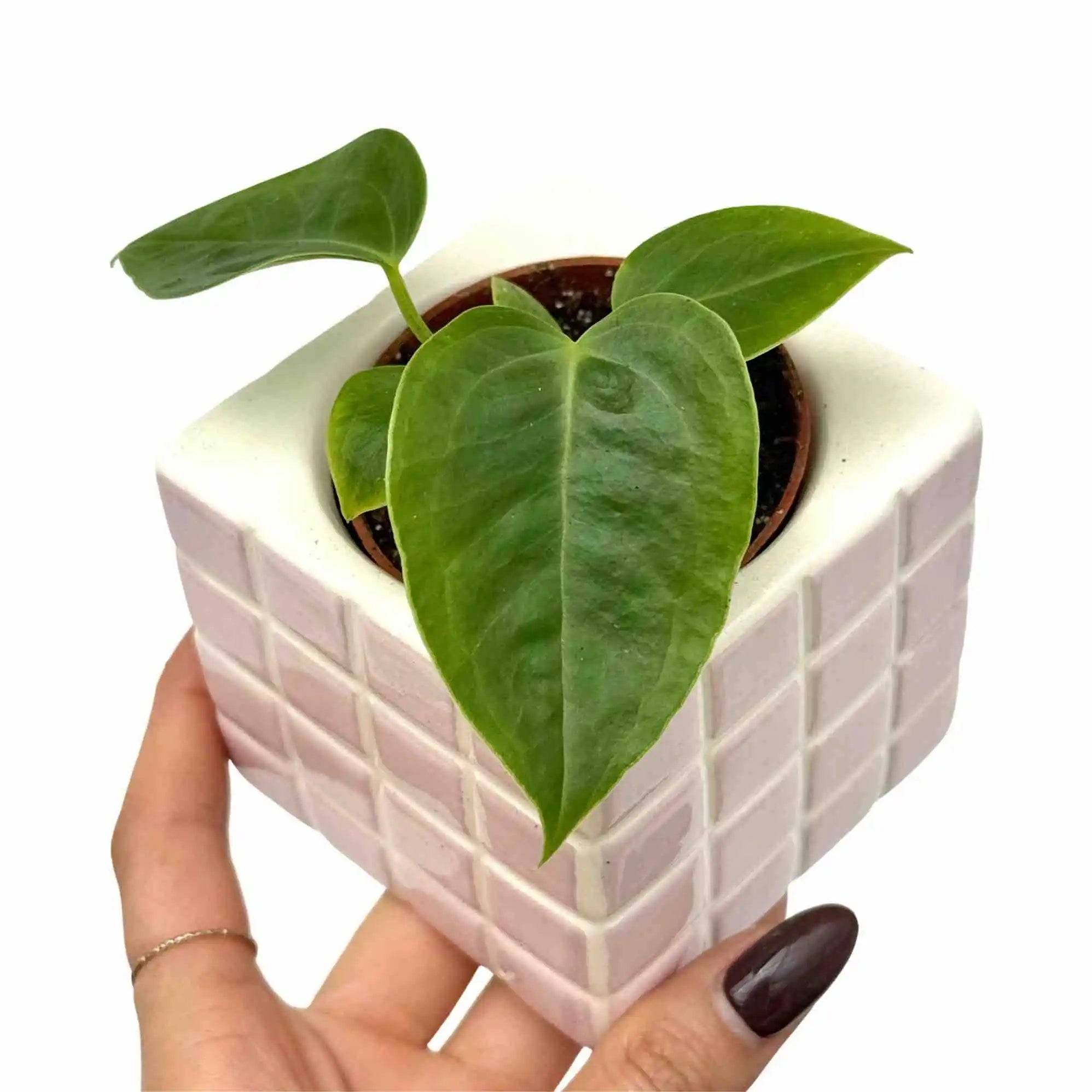 Anthurium Veitchii - Pot de 6cm - Plantes d'intérieur