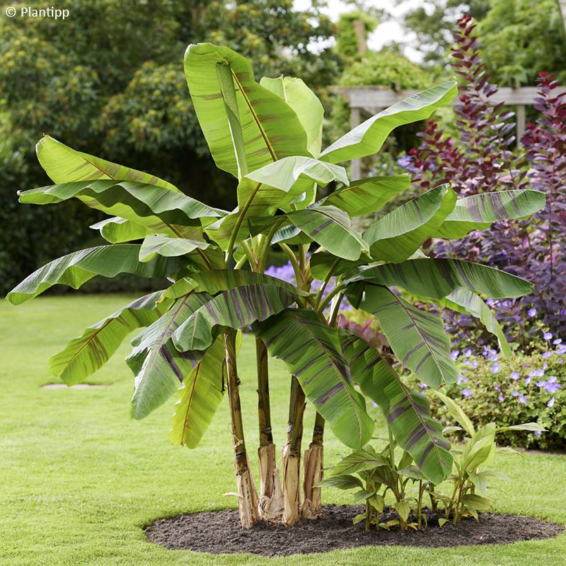 Promesse de Fleurs - Musa sikkimensis Ever Red - Bananier du Sikkim Pot de 4L/5L