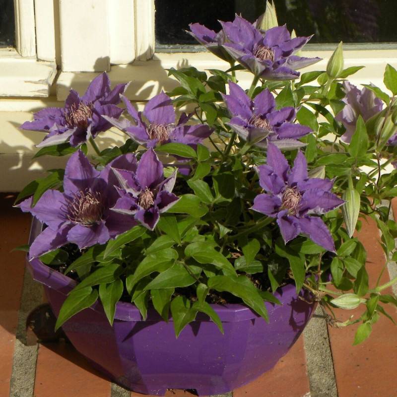 Clématite Bijou™ 'Evipo030' à fleurs Bleue - feuillage Caduc - Pot de 1,5L - Tuteur bambou 30/60 cm-  hauteur à maturité De 0,50 m à 1,00 m - Imagen 6