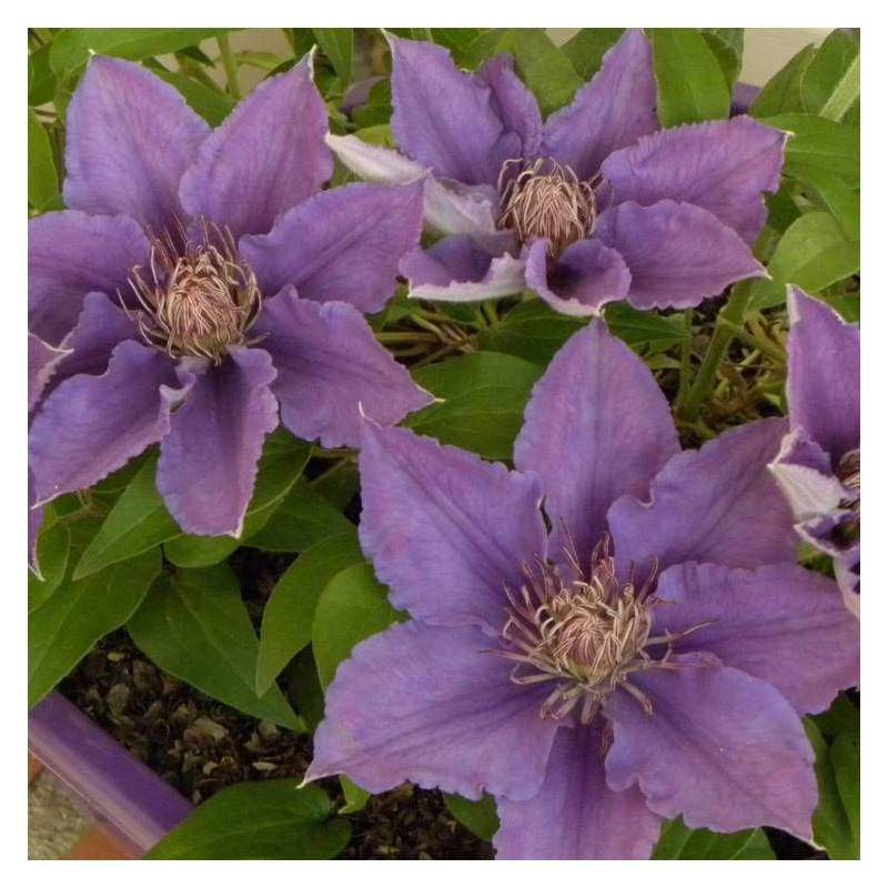 Clématite Bijou™ 'Evipo030' à fleurs Bleue - feuillage Caduc - Pot de 1,5L - Tuteur bambou 30/60 cm-  hauteur à maturité De 0,50 m à 1,00 m - Imagen 2