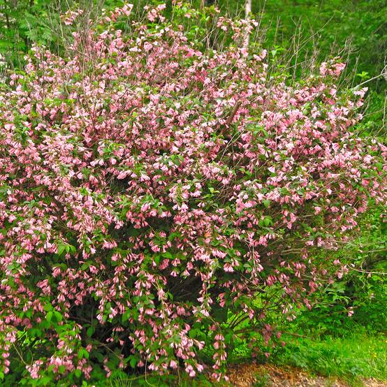 Weigela florida Marjorie Pot de 2L/3L - Image 1