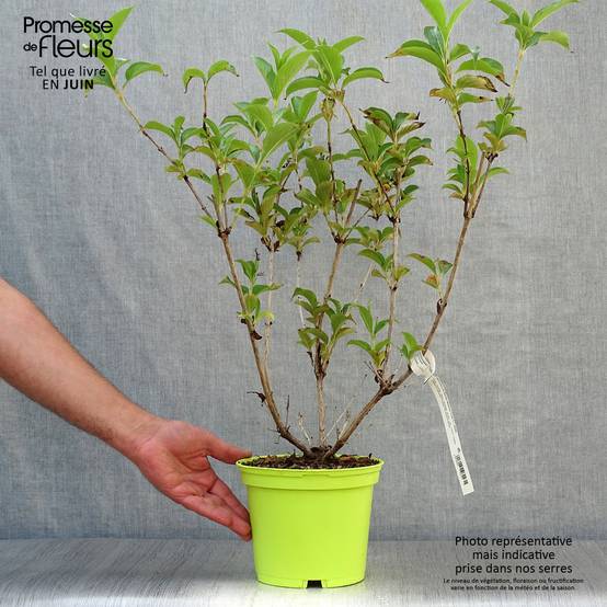 Weigela florida Marjorie Pot de 2L/3L - Image 2