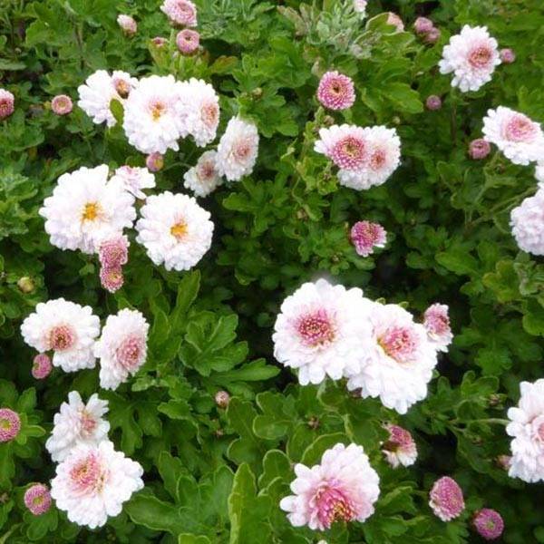 Chrysanthème des jardins Julia - Chrysanthemum (x) indicum Godet de 8/9 cm