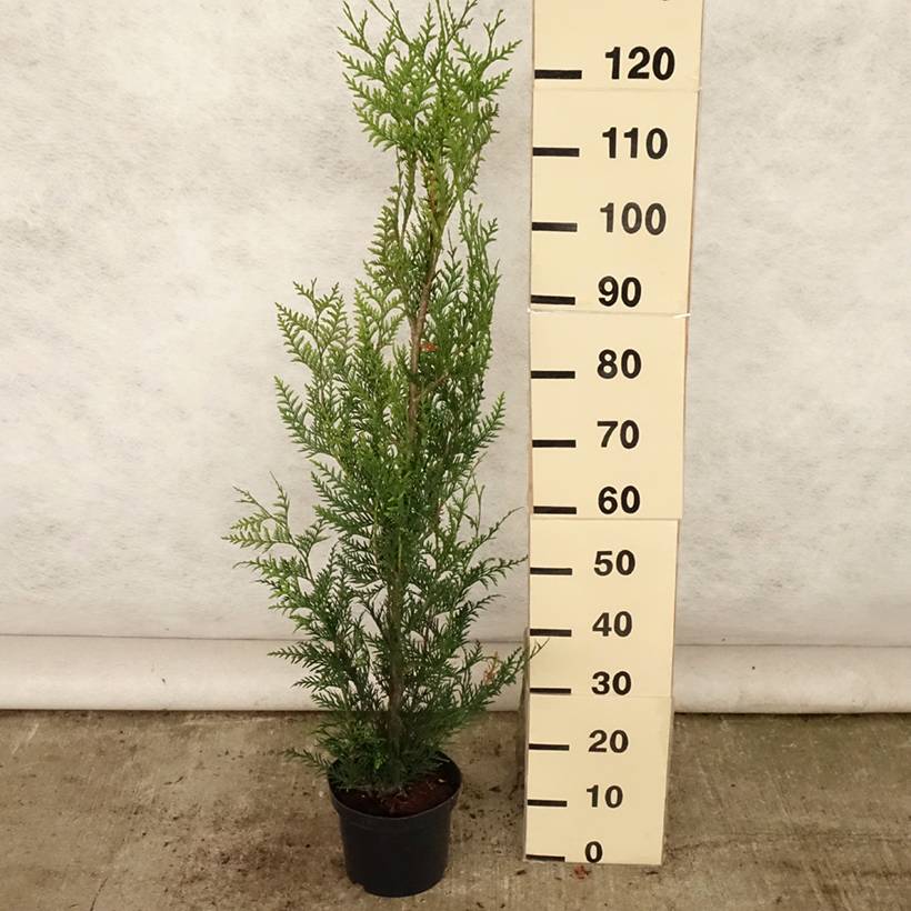 Promesse de Fleurs - Thuya pour haie - Thuja plicata Atrovirens Pot de 4L/5L - Image 2