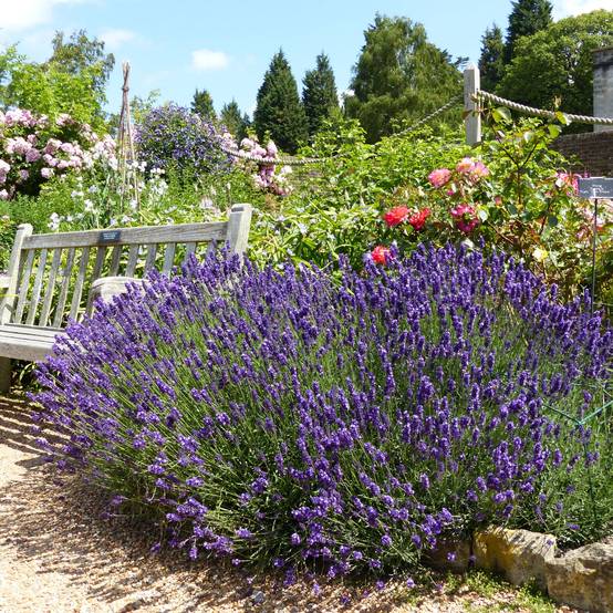 Lavande vraie - Lavandula angustifolia Hidcote Godet de 7/8 cm