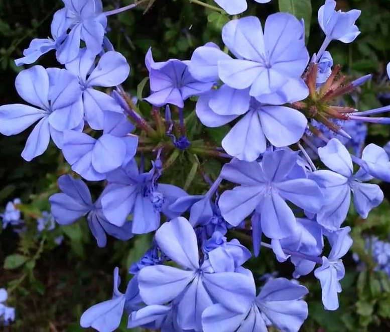 Sans Marque - Plumbago auriculata syn. Plumbago capensis (Plumbago du Cap, Dentelaire du Cap) Taille:Pot de 12 litres ? 120/140 cm - Image 1