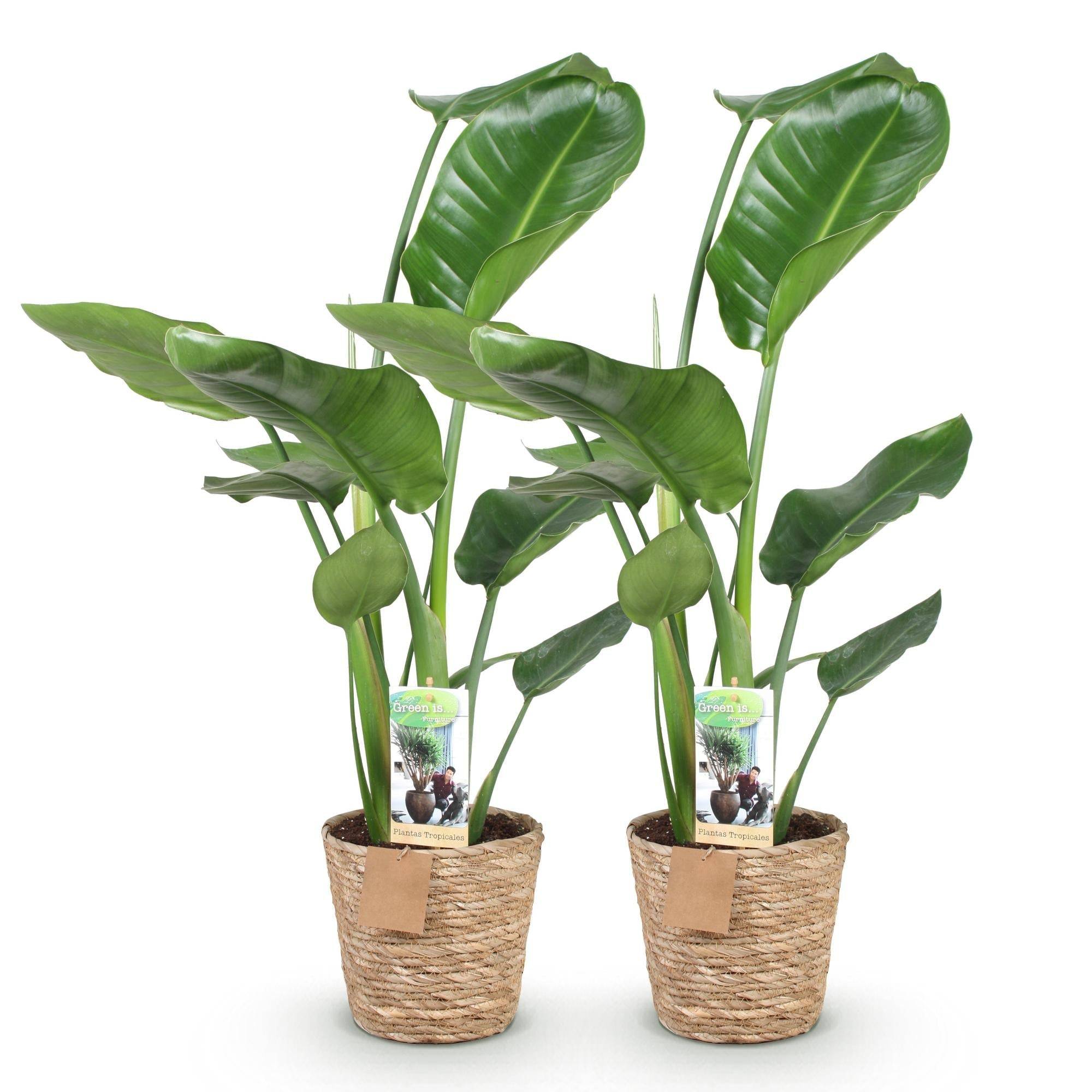 La Green Touch - Strelitzia Nicolai - D17 H90cm - Image 3
