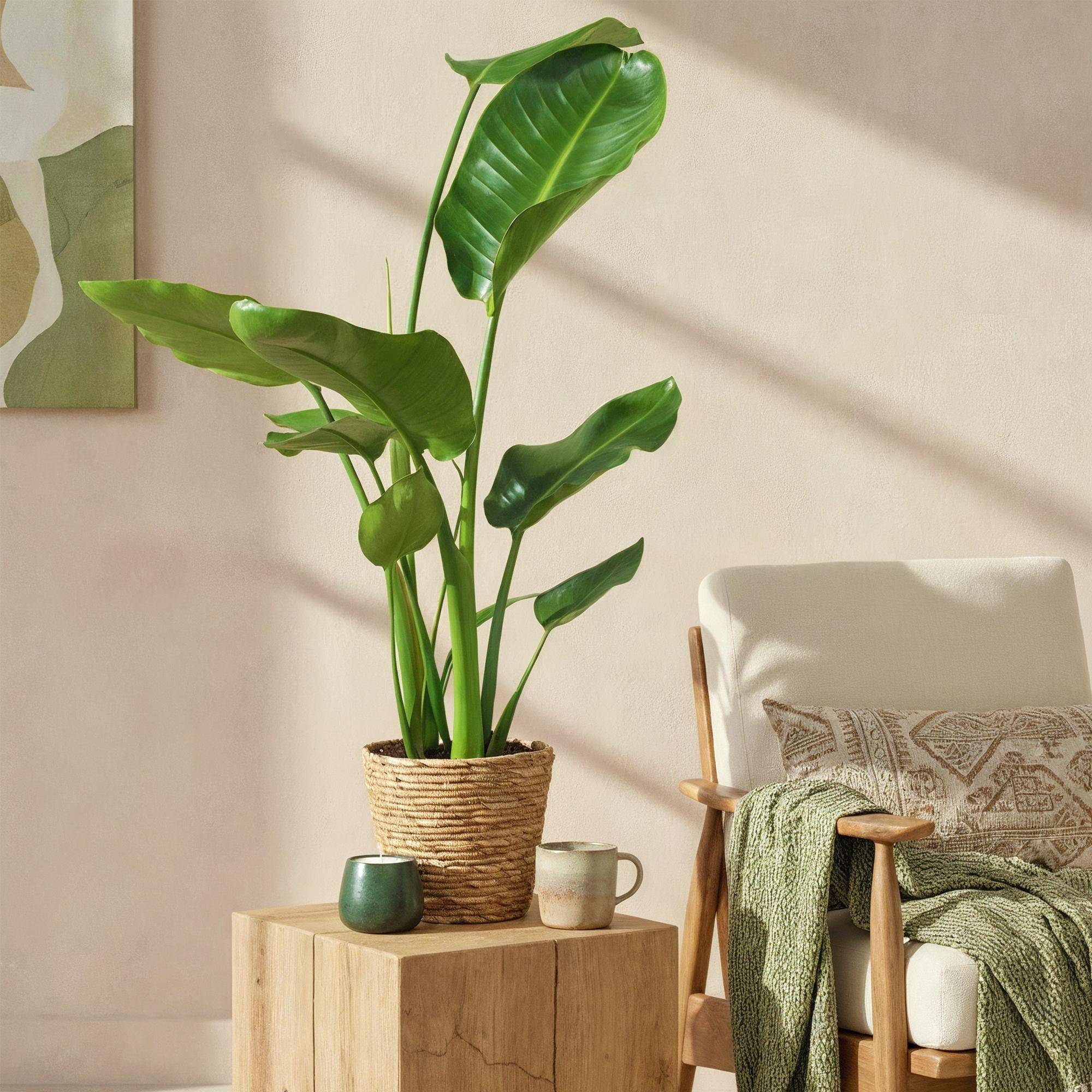Strelitzia Nicolai - D17 H90cm