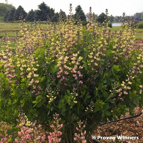 Promesse de Fleurs - Baptisia Pink Lemonade - Lupin indigo Godet de 8/9 cm