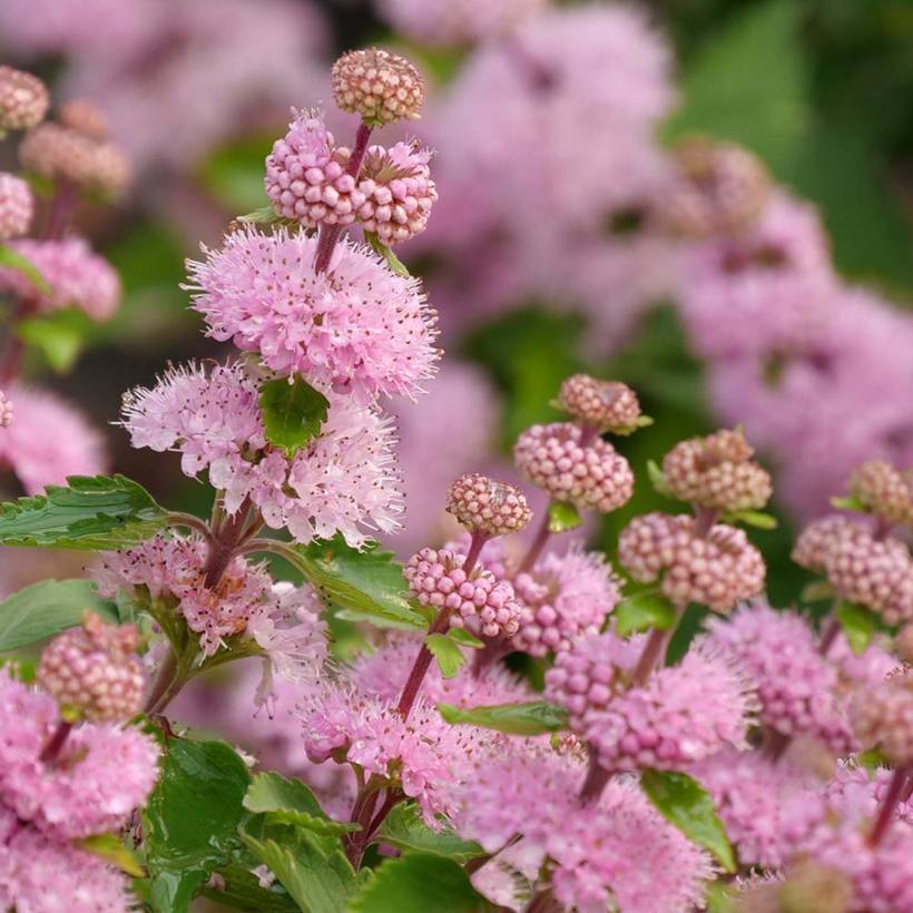 Caryopteris x clandonensis Camara Pink - Spirée bleue Godet de 8/9 cm