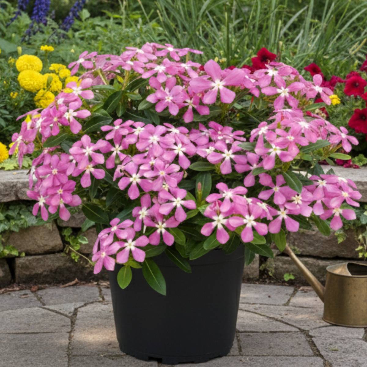 Pervenche de Madagascar Soiree Pink White Eye - Catharanthus roseus Mini-motte Ø 3/4 cm (par 5)