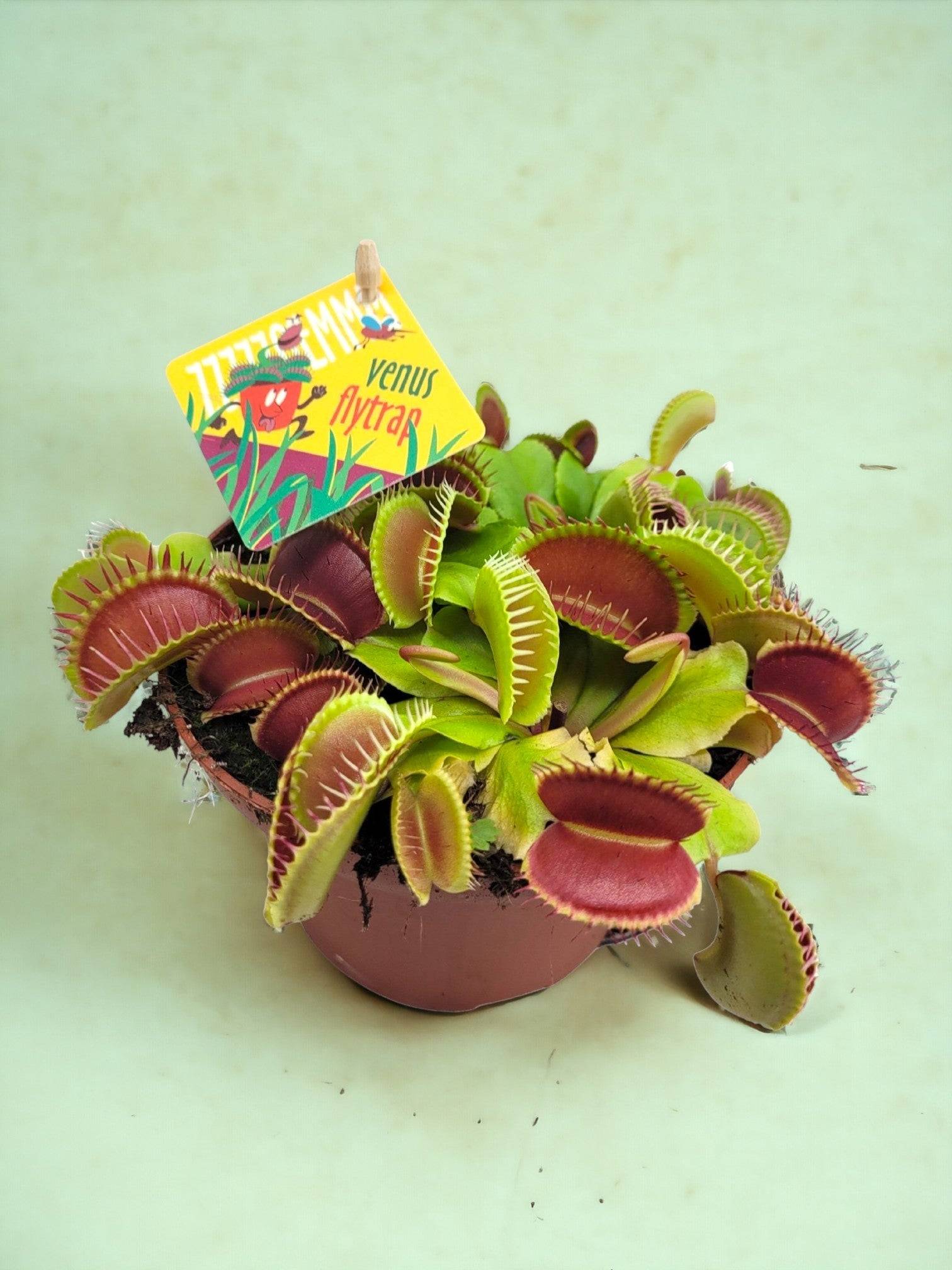 La Green Touch - Dionaea Muscipula 12cm - Plante d'intérieur- La Green Touch - Imagen 2