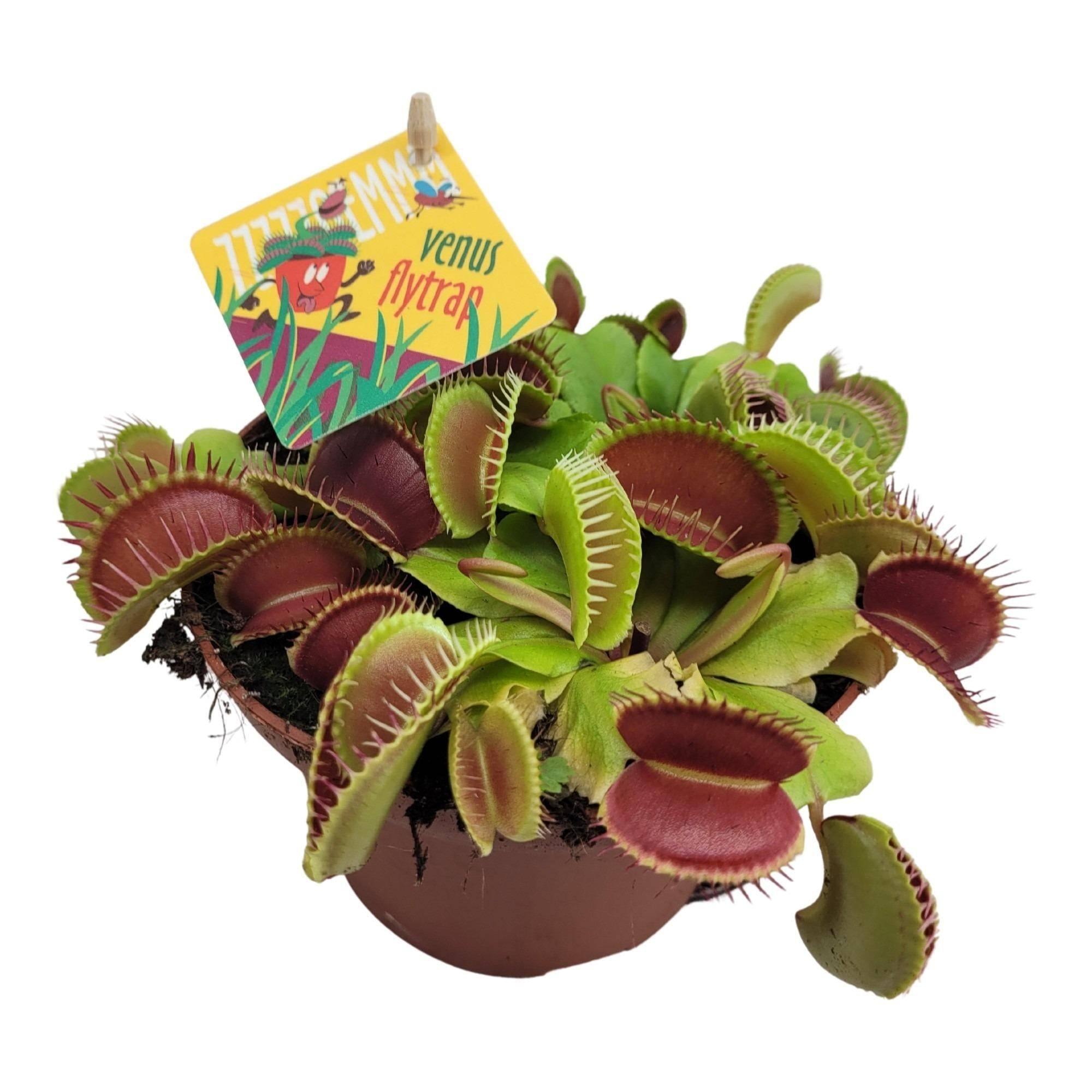 La Green Touch - Dionaea Muscipula 12cm - Plante d'intérieur- La Green Touch - Imagen 3