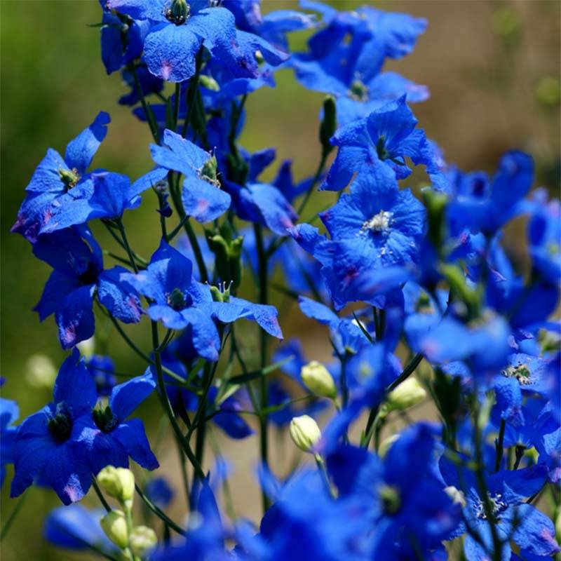 Delphinium grandiflorum sinensis - Pied d'Alouette vivace Godet de 7/8 cm