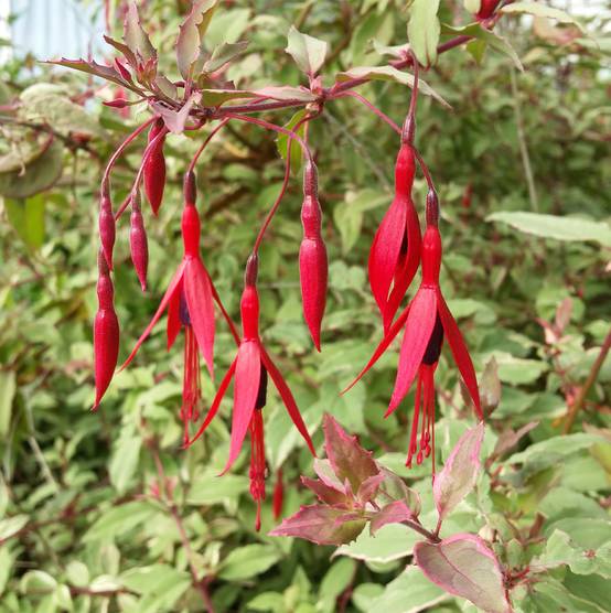 Fuchsia magellanica Tricolorii Pot de 2L/3L - Image 1