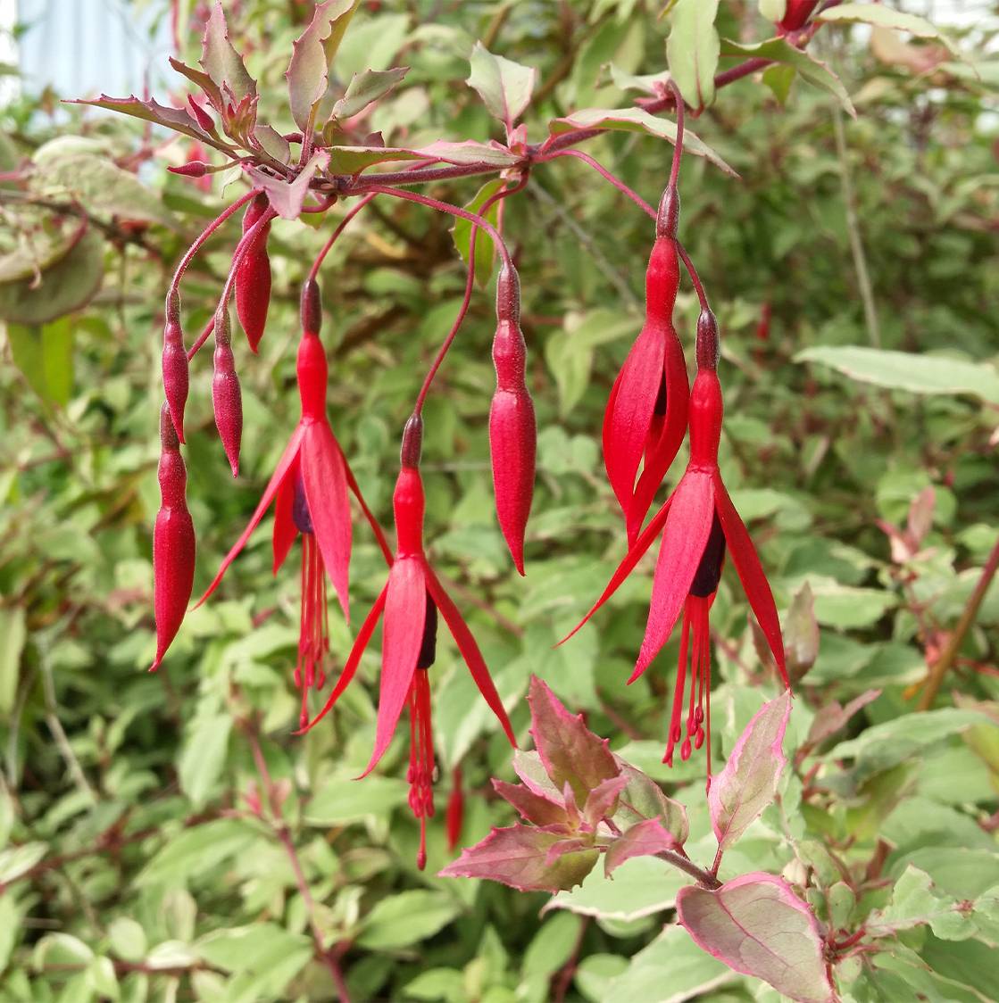 Fuchsia magellanica Tricolorii Pot de 2L/3L - Image 1